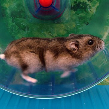 Stuck in the Hamster Wheel